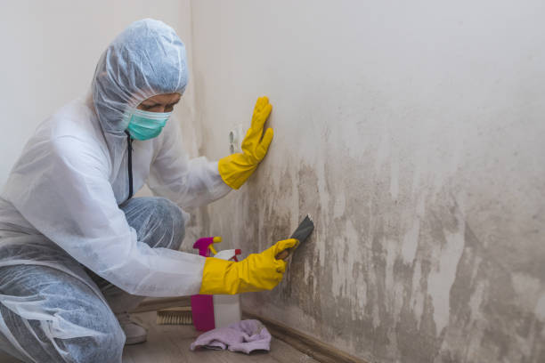 Best Mold Damage Restoration  in USA